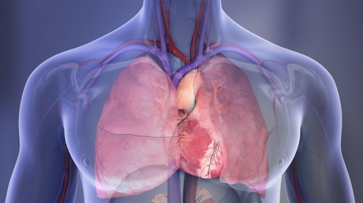 Heart+and+lungs+illustration_mid.jpg